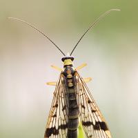 Scorpion Fly male 3 OLYMPUS DIGITAL CAMERA